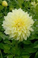 Кельвин Фладлайт Кельвин Фладлайт