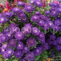 Без названия Без названия