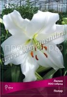 Лилия ЛОО-Гибрид Полар (12-14) 2 шт 737242