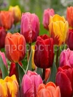 роял фламенс