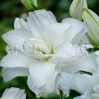 восточная махровая лотус пьюр