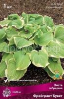 Хоста гибридная Фрейгрант Букет