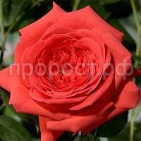 rosa_plet_salita rosa_plet_salita