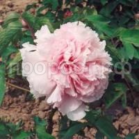 букет розовых гвоздик