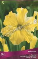 Нарцисс с Расщеплённой коронкой Кассата (3шт, 10-12) 723428