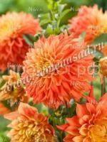 неон спл неон спл