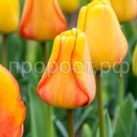 тюльпан блашинг апельдорн тюльпан блашинг апельдорн