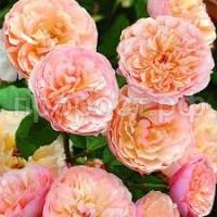 Без названия (1)