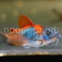 Рыба Коридорас золотистый Рыба Коридорас золотистый