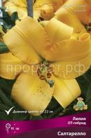 liliya_ot_gibrid_saltarello_kaper