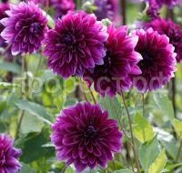 Томас эдисон Томас эдисон