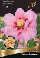 Пион-ИТО-гибрид-ПАСТЕЛЬ-СПЛЕНДОР (2) Пион-ИТО-гибрид-ПАСТЕЛЬ-СПЛЕНДОР (2)