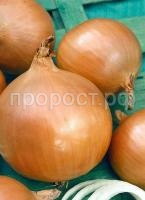 Лук репчатый Навигатор 50 г