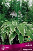 Хоста гибридная Моерхейм
