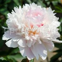 pion_molochnocvetkovyj_alerti_xrpp-c2 pion_molochnocvetkovyj_alerti_xrpp-c2