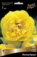 Пион ИТО-гибрид Йеллоу Краун-luxbt Пион ИТО-гибрид Йеллоу Краун-luxbt