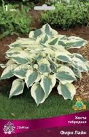 Хоста гибридная Фирн Лайн