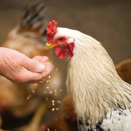 Ракушка для птиц 200гр ДОБРОЖИЛ Ракушка для птиц 200гр ДОБРОЖИЛ