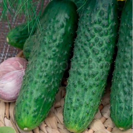 Гавриш Фермерская Огурец Али Баба F1 250шт 