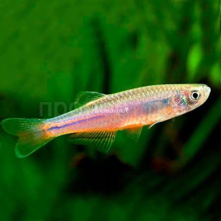 Данио жемчужный  M Данио жемчужный  M