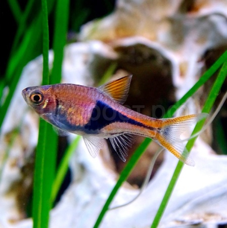 Расбора клиновидная M Расбора клиновидная M