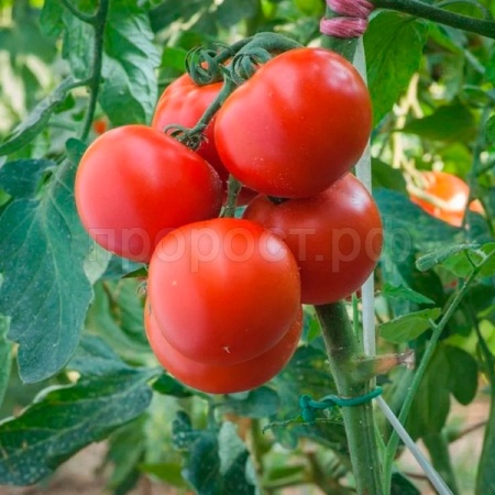 Гавриш Фермерская Томат Виардо 50 шт 