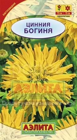 Цинния Богиня кактусовидная 