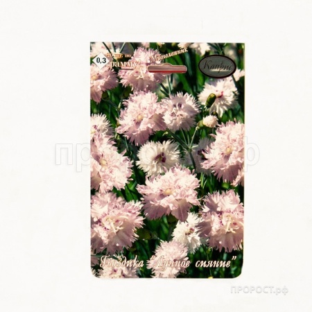 Гвоздика Перистая Лунное сияние 20*0,3 