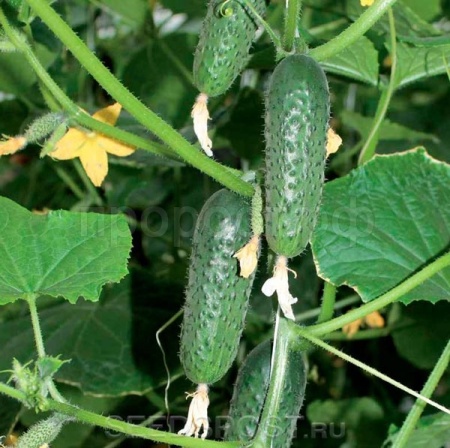 Огурец СВ 4097 ЦВ F1 1000 шт
