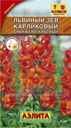 Львиный зев карликовый оранжево-красный