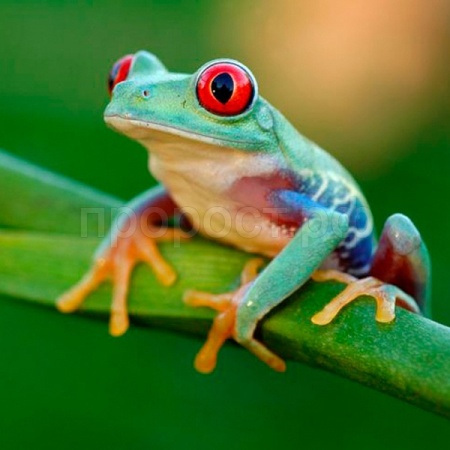 Лягушка Квакша