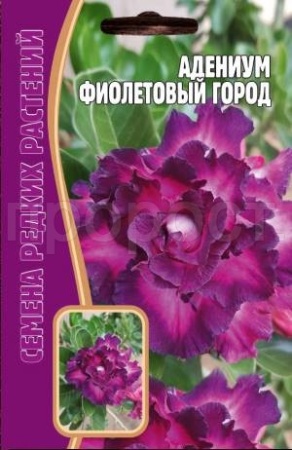 Адениум Фиолетовый Город 3 шт