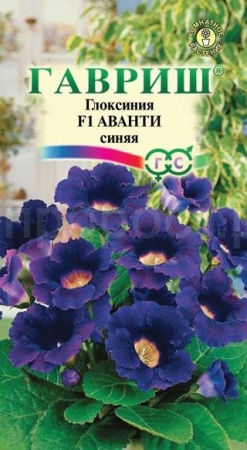 Глоксиния Аванти синяя 5шт 