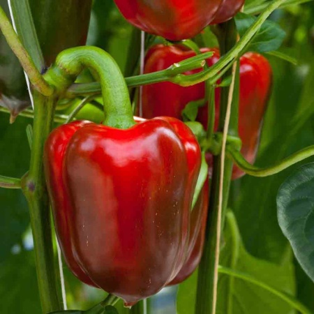 Перец сладкий Ласточка 0,2г