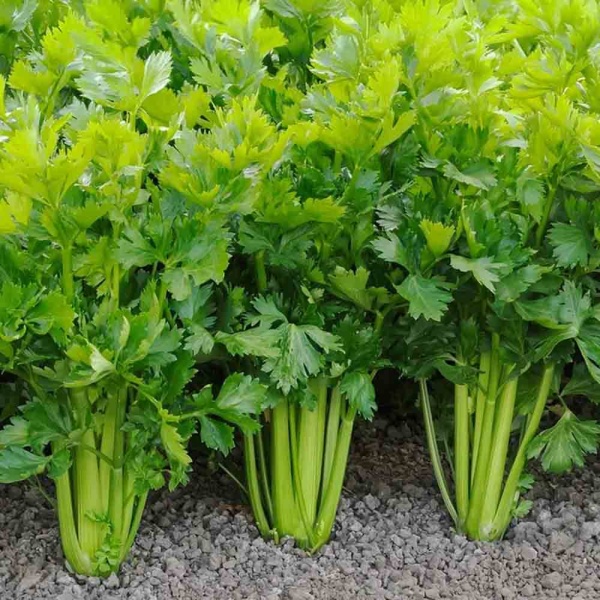 Петрушка кудрявая Мооскраузе 2 3г Петрушка кудрявая Мооскраузе 2 3г