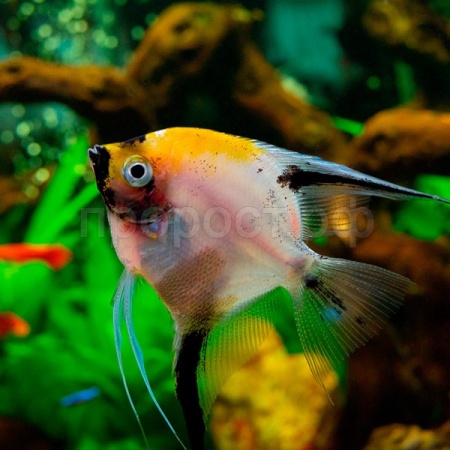 Скалярия микс М Скалярия микс М