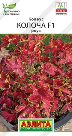 Колеус Колоча F1 роуз 5шт