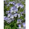 Семена фацелии 30г Семена фацелии 30г