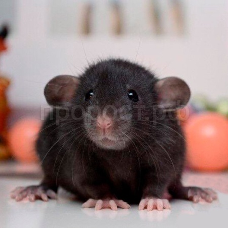 Грызуны Крыса дамбо S