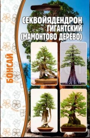 Секвойядендрон гигантский (мамонтово дерево) 5 шт